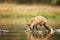 Red fox in river eating little fish prey - Vulpes vulpes