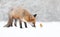 Red fox with a robin in the falling snow in winter