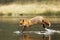 Red fox run throught the river ans trying to catch fish Vulpes vulpes. Animal in nature, action scene