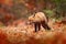 Red fox running on orange autumn leaves. Cute Red Fox, Vulpes vulpes in fall forest. Beautiful animal in the nature habitat.