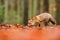 Red fox running on orange autumn leaves. Cute Red Fox, Vulpes vulpes in fall forest. Beautiful animal in the nature habitat.