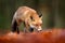 Red fox running on orange autumn leaves. Cute Red Fox, Vulpes vulpes in fall forest. Beautiful animal in the nature habitat.