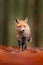 Red fox running on orange autumn leaves. Cute Red Fox, Vulpes vulpes in fall forest. Beautiful animal in the nature habitat.