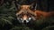 Red Fox\\\'s Intense Gaze in the European Forest