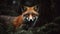 Red Fox\\\'s Intense Gaze in the European Forest