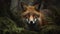 Red Fox\\\'s Intense Gaze in the European Forest