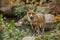 Red Fox\\\'s Urban Exploration. AI Generated