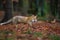 Red fox from side view in the deep forest. Walking fox on autumn wit fallen leaves. Vulpes Vulpes