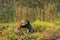 Red Fox and Silver Fox (Vulpes vulpes) Fight