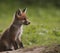 Red fox sits on the grass and looks at the sun.Realistic 3D render of a cheerful and adorable fox with a mischievous grin