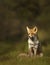 Red fox sitting in grass at sunrise