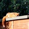 Red fox sleeping on garden shed