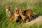 Red fox small young cubs near den curiously watching around.