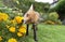 Red fox smelling marigold flowers