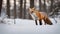red fox in snow a snowy winter scene with a red fox hunting in the forest meadow red fox, the hunting, the forest,