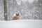 Red Fox in the Snow, Vulpes vulpes