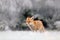 Red Fox in snow winter, in the cold forest