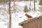Red fox in the snow on the wooden lodge