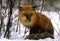 Red Fox in Snowy Willows