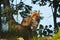 Red fox standing in deep grass, Vosges, France