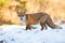 Red fox standing on field with open mouth in winter