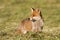 Red fox standing and hunting in a field, Jura, France