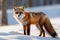 A red fox standing in the snow, looking at the camera with a curious expression on its face