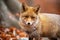 Red fox standing in woodland in autumn nature from close up