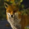 A red fox stands amidst a backdrop of vibrant orange and green foliage,