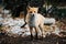 Red fox stands in the autumn October forest