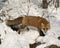 Red Fox Stock Photo. Bushy fox tail, fur. Fox Image. Picture. Portrait. Fox Stock PhotoB