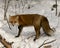 Red Fox Stock Photo.  Bushy fox tail, fur. Fox Image. Picture. Portrait. Fox Stock Photos