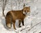 Red Fox Stock Photo.  bushy fox tail, fur. Fox Image. Picture. Portrait. Fox Stock Photos