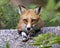 Red Fox Stock Photo and Image. Resting on gravel and looking at camera with a blur foliage background in its environment and