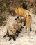 Red Fox Stock Photo.   Red Fox mother and kit foxes in the forest interacting. Baby foxes. Photo. Picture. Image