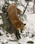 Red Fox Stock Photos. Red fox descending a rock in the winter season in its environment and habitat with snow and forest