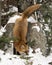 Red Fox Stock Photos. Red fox descending a rock in the winter season in its environment and habitat with snow and forest