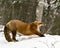 Red Fox Stock Photos. Red fox yawning and stretching displaying open mouth, teeth, tongue, bushy fox tail, fur in the winter