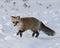 Red Fox Stock Photos. Unique Fox. Red fox close-up profile side view in the winter season in its environment and habitat with blur