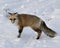 Red Fox Stock Photos. Unique Fox. Red fox close-up profile side view in the winter season in its environment and habitat with blur