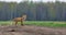 Red fox suffering from mange disease panoramic view