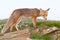 Red fox, sunrise, Babia Gora, Poland