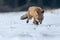 Red fox is tracking in the snow