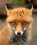 Red Fox, UK