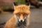 Red Fox, ulpes Vulpes, UK