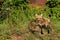 Red Fox Vixen and Kit (Vulpes vulpes) Stand Near Old Truck