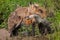 Red Fox Vixen with Kits (Vulpes vulpes) Looks Left