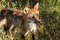 Red Fox Vixen (Vulpes vulpes) Closeup Looking Right