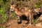 Red Fox Vixen (Vulpes vulpes) and Kit Stand Outside Den