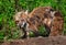 Red Fox Vixen (Vulpes vulpes) Looks Up from Digging at Den Site